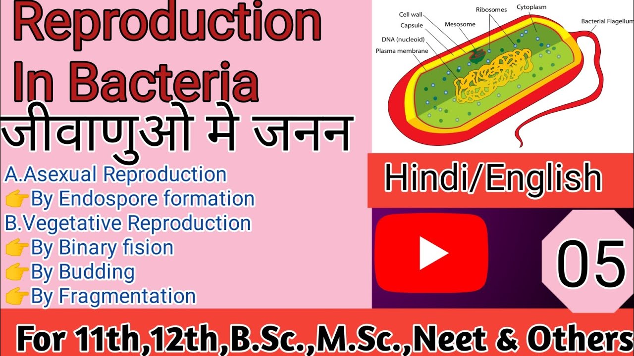 जीवाणुओ मे जनन🔬,Part-05//Bacterial Reproduction#Reproductions in bacteria/Welcome to let's for study