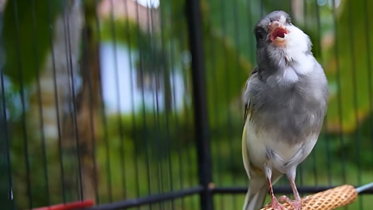 Meilleur chant canari timbrado l canari timbrado champion en 2025