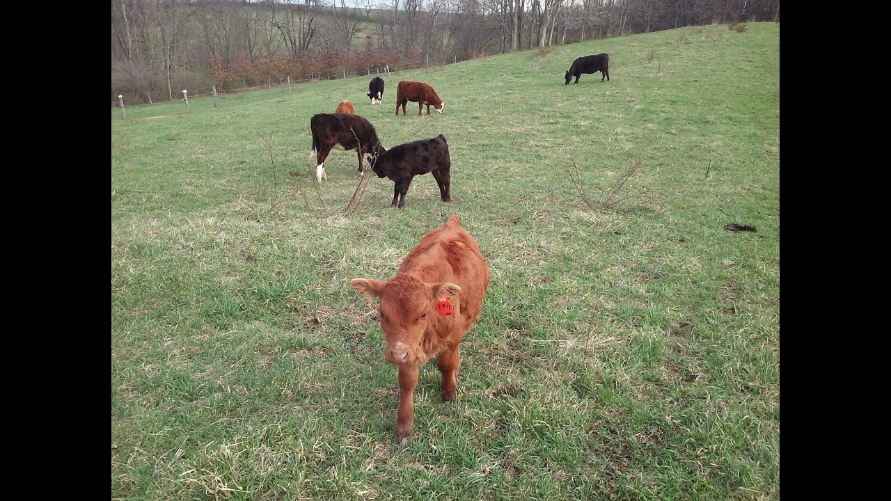 Starting My Own Cattle Herd (Grass Fed Beef)