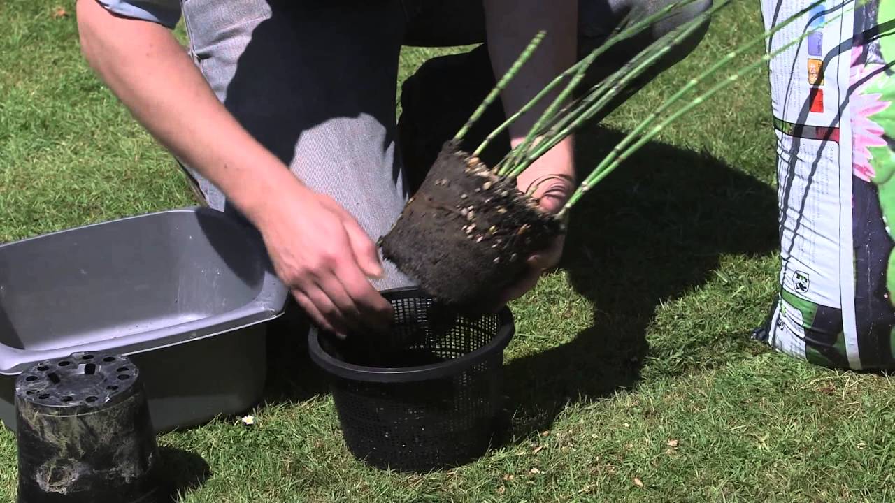 Setting up a wildlife pond in a half barrel |  Creative Plus Productions