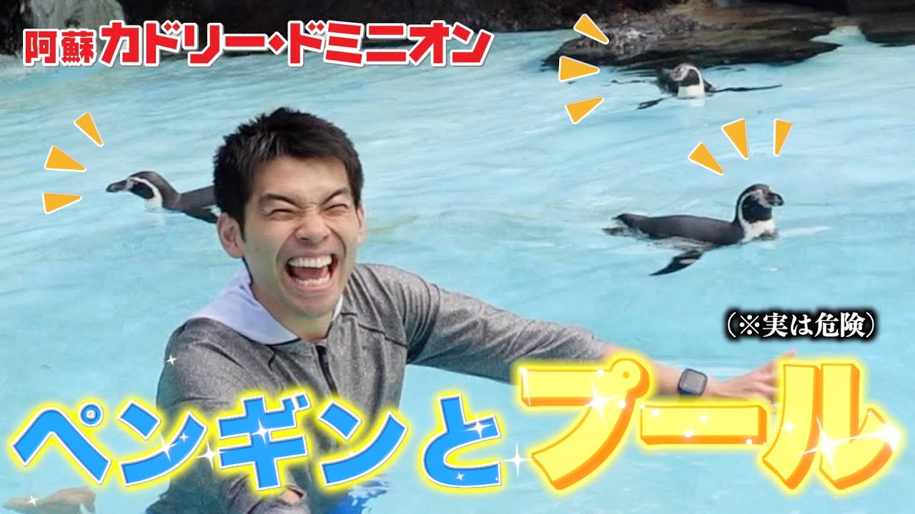 【実は危険】ペンギンとプールに入る夢を叶えました。