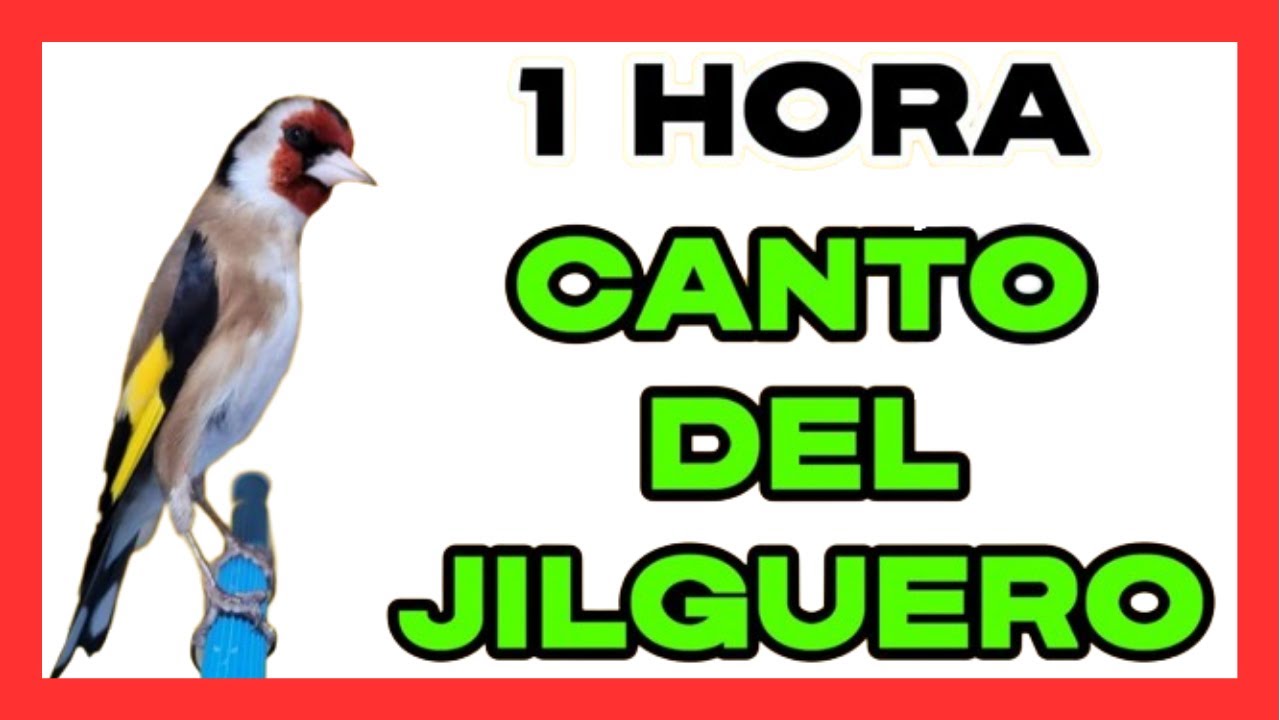 🔊 🎶🐦 𝗝𝗜𝗟𝗚𝗨𝗘𝗥𝗢 𝗖𝗔𝗡𝗧𝗔𝗡𝗗𝗢 𝗘𝗡 𝗖𝗘𝗟𝗢 𝟭 𝗛𝗢𝗥𝗔 𝗗𝗘 𝗖𝗔𝗡𝗧𝗢 𝗗𝗘𝗟 𝗝𝗜𝗟𝗚𝗨𝗘𝗥𝗢 𝗣𝗔𝗥𝗔 𝗘𝗗𝗨𝗖𝗔𝗥 𝗠𝗜𝗫𝗧𝗢𝗦 𝗘𝗦𝗧𝗜𝗠𝗨𝗟𝗔𝗥 𝗝𝗜𝗟𝗚𝗨𝗘𝗥𝗢𝗦 💚