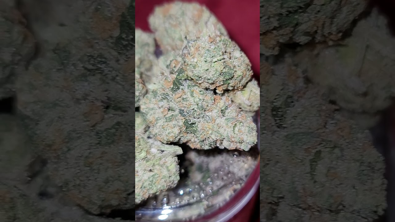 ✅️✅️✅️SEED JUNKY GENETICS ⛽️🤑 GAS FACE INDOOR FLOWER STRAIN ⛽️⛽️⛽️