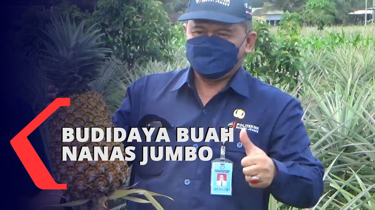 Budidaya Buah Nanas Jumbo, Beratnya Mencapai 6 Kilogram