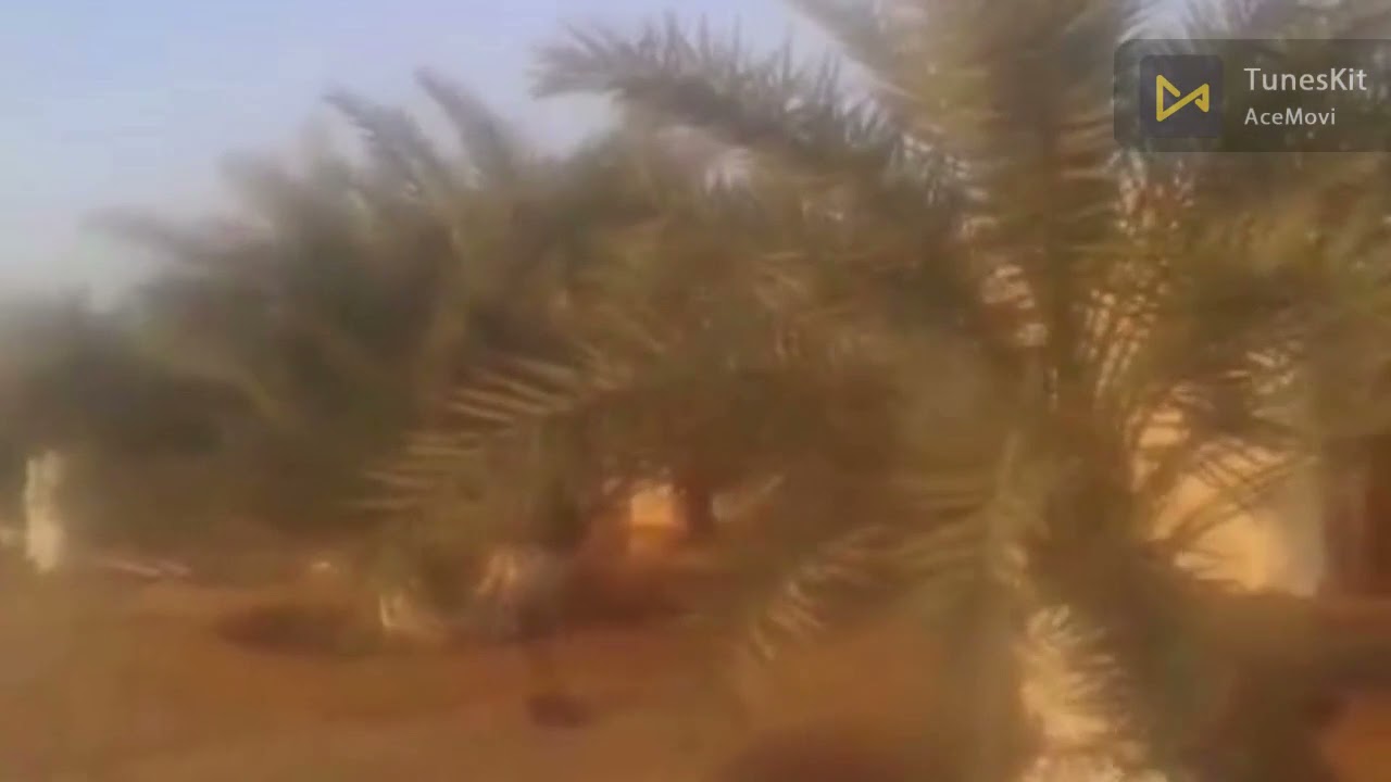استخدام الجبس والجير لعلاج ثقوب النخيل