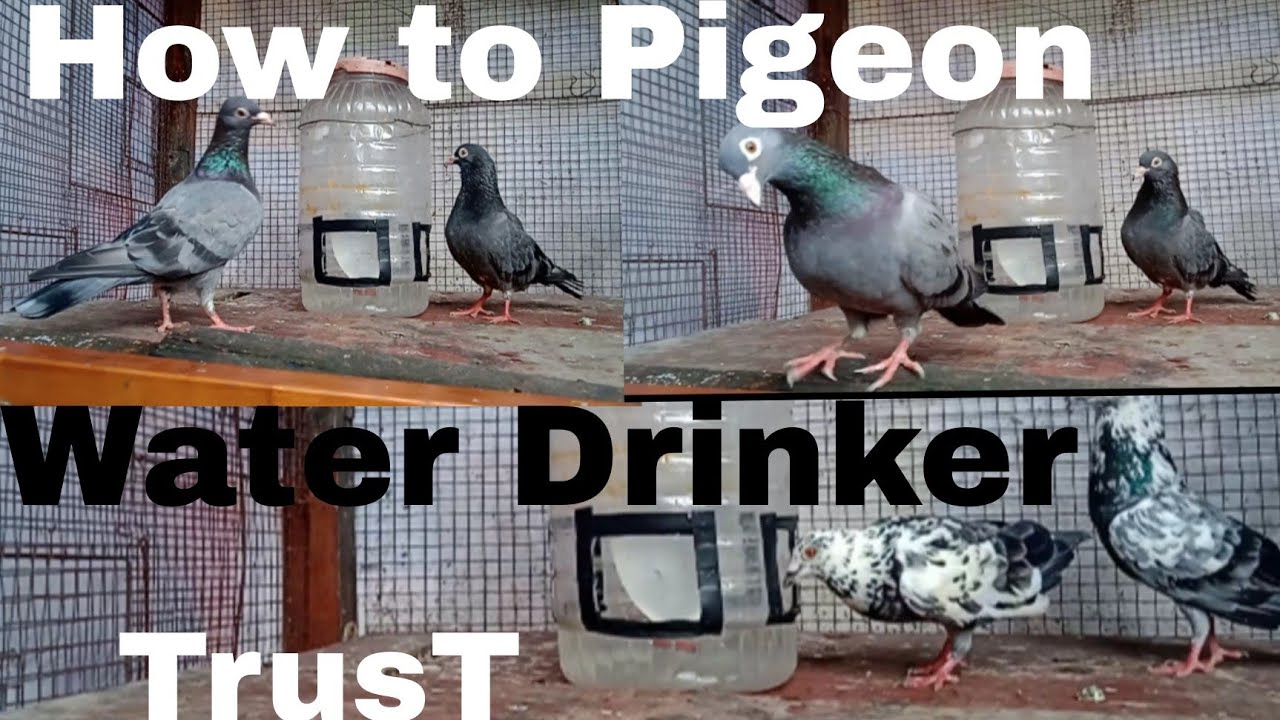 || How To Pigeon Water Drinker make 2024 ||  #pigeon #diy #freedrinks