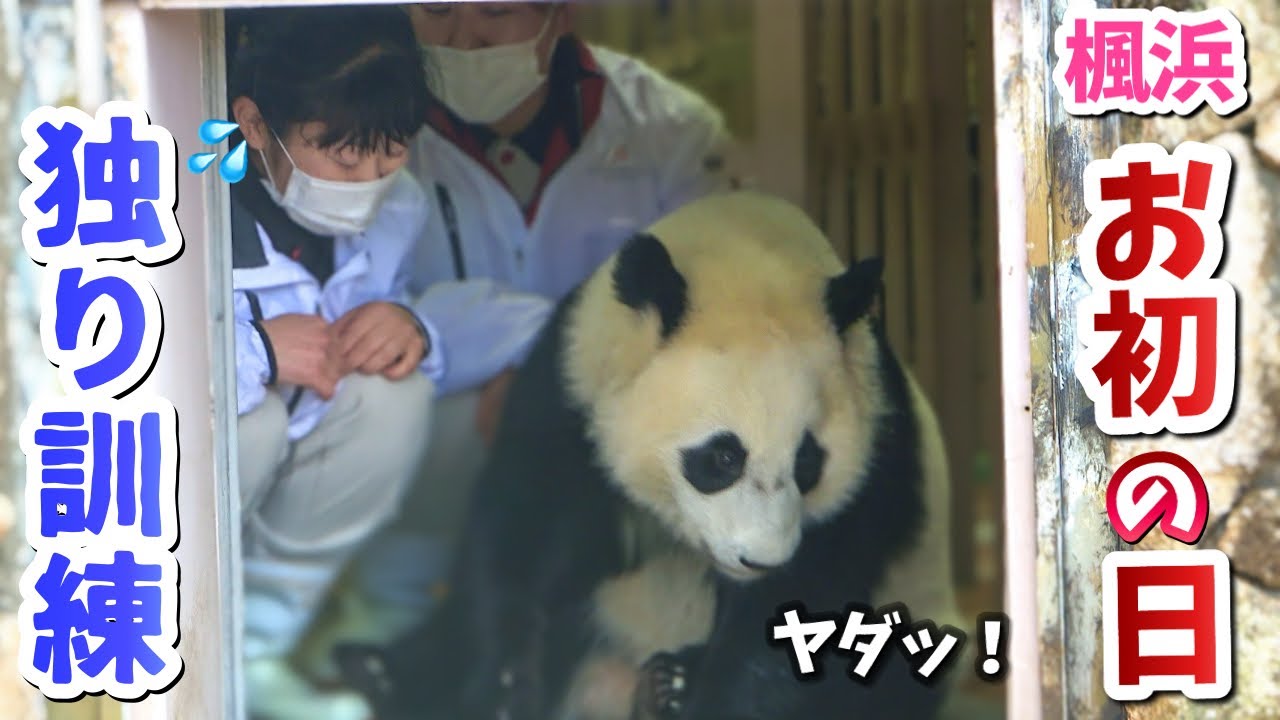 【赤ちゃんパンダ楓浜蔵出し】独り立ち訓練初日🐼ナカさん、シナさんに寂しいアピール止まらない（未公開らうママ）