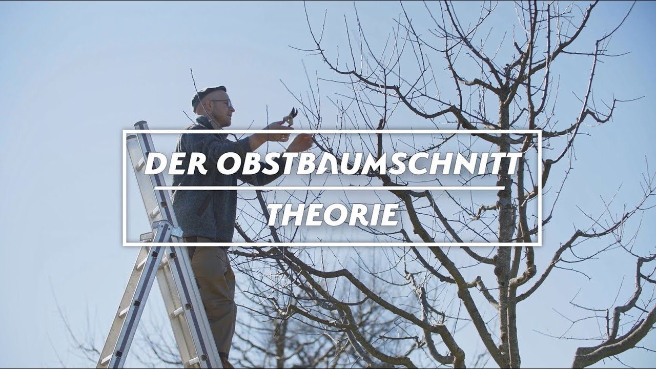 Der Obstbaumschnitt - Theorie