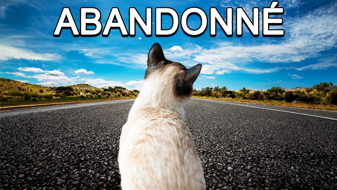 NE FAITES PAS ÇA À VOTRE ANIMAL (Copycat - FIN)