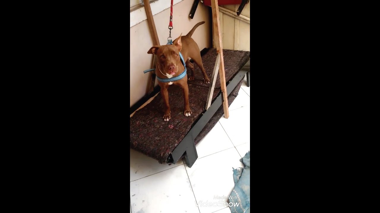 Esteira para cachorro passo a passo.  como fazer uma esteira para cachorro. PITBULL.