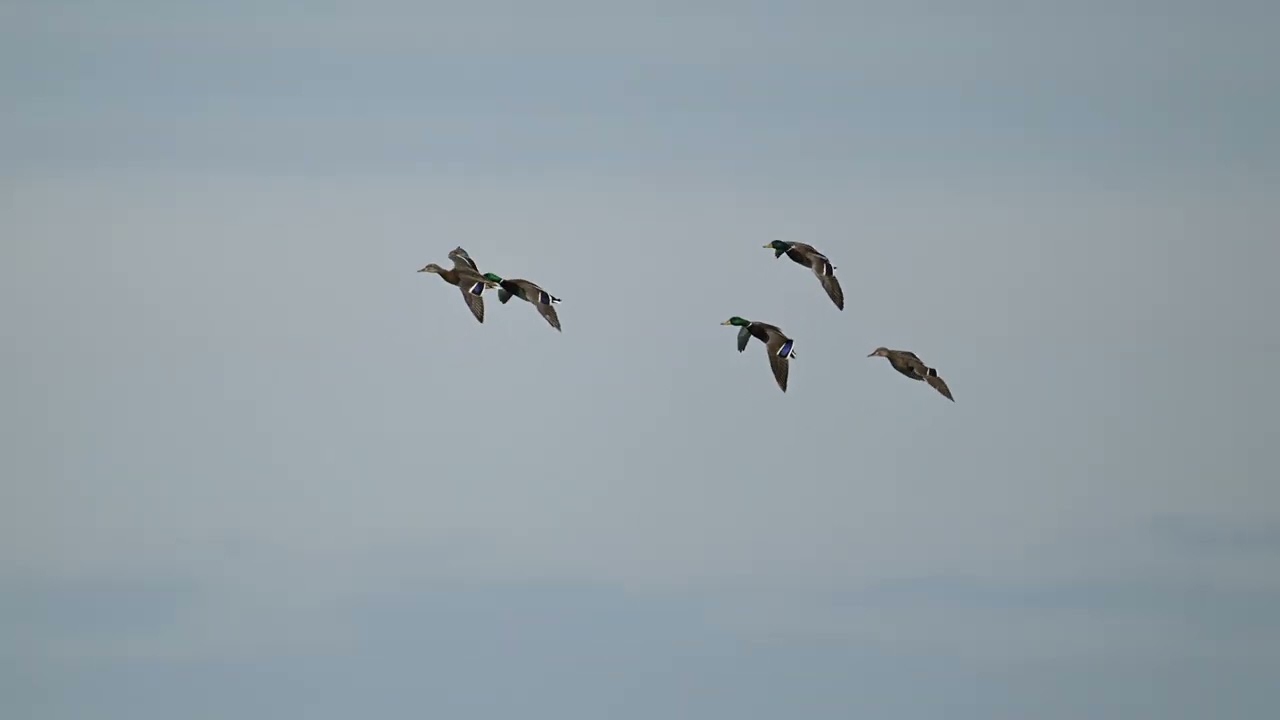 Mergansers, Mallards and a Fast-Moving Goldeneye