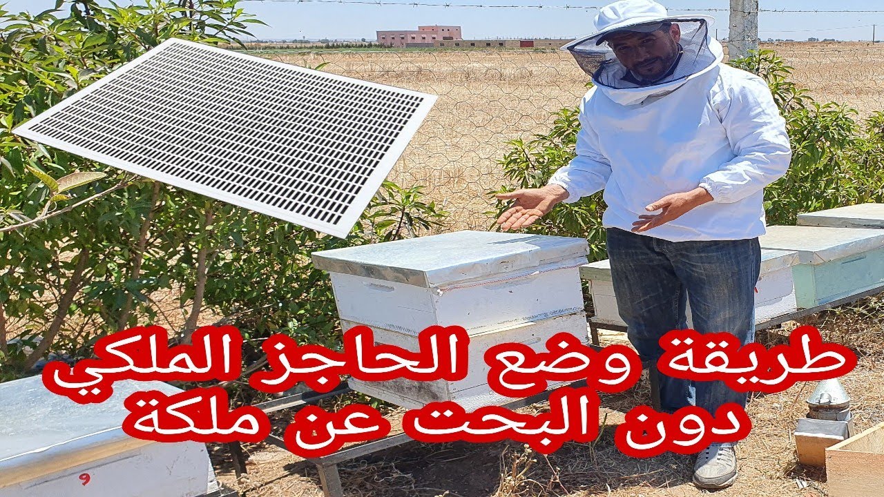 طريقة سهلة لوضع الحاجز الملكي دون البحت عن ملكة