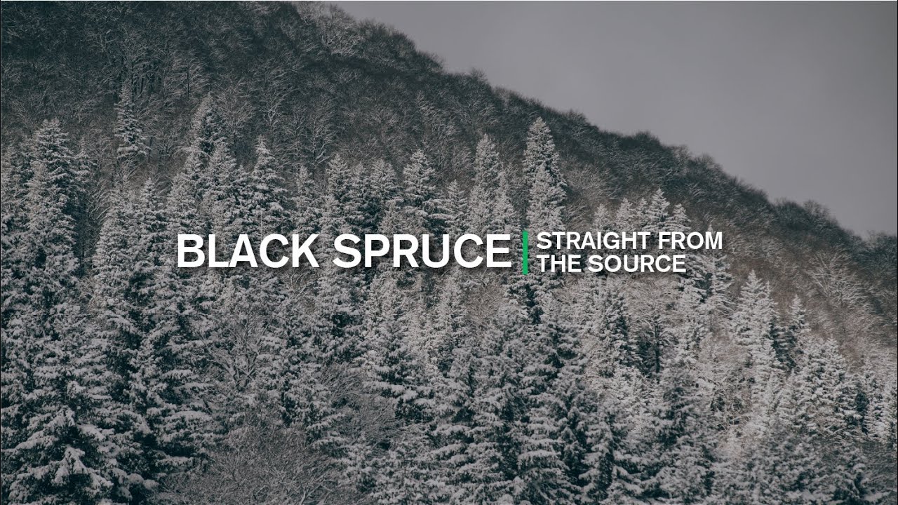 Straight from the Source: Black Spruce