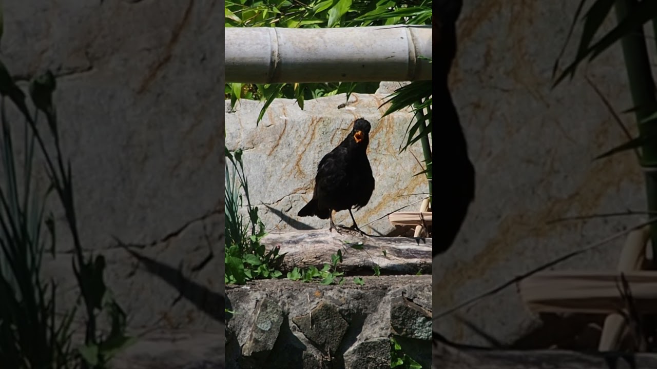 Surprised Blackbird! #ukbirds