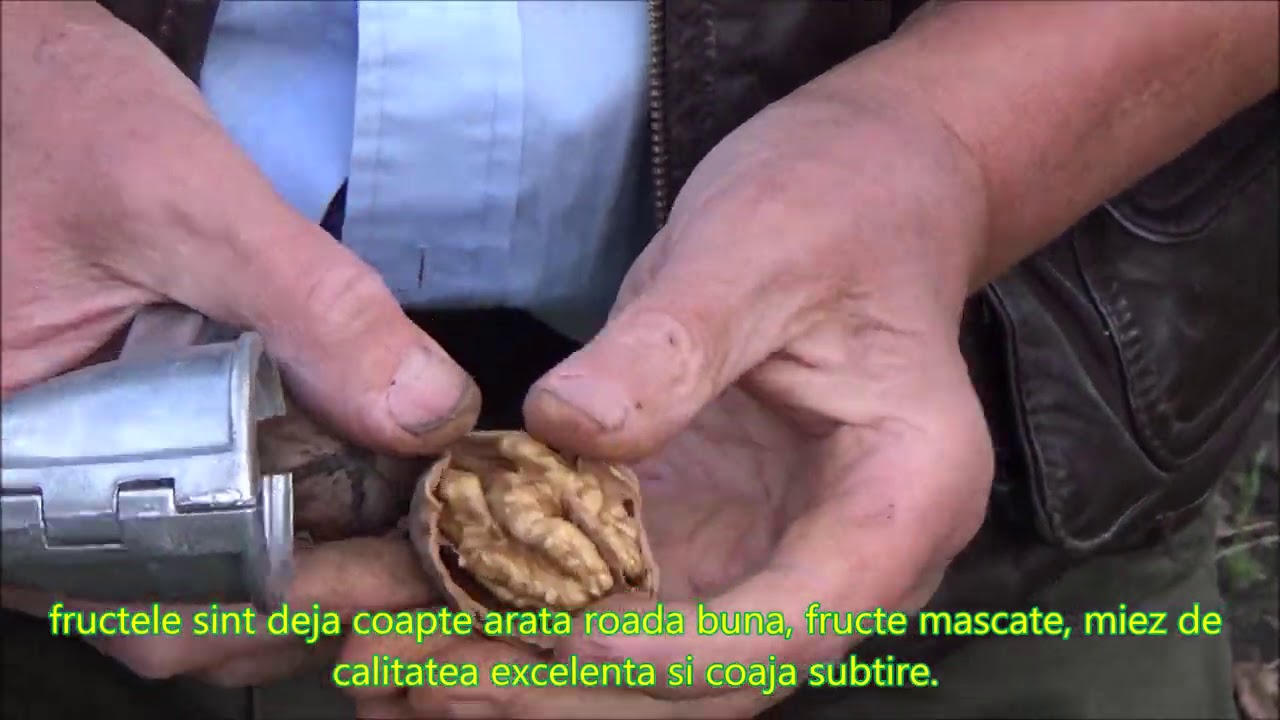 Informatie despre soiurile si formele de nuci la SRL Gospodarul Rediu Partea IV  Nr  48, Iasi