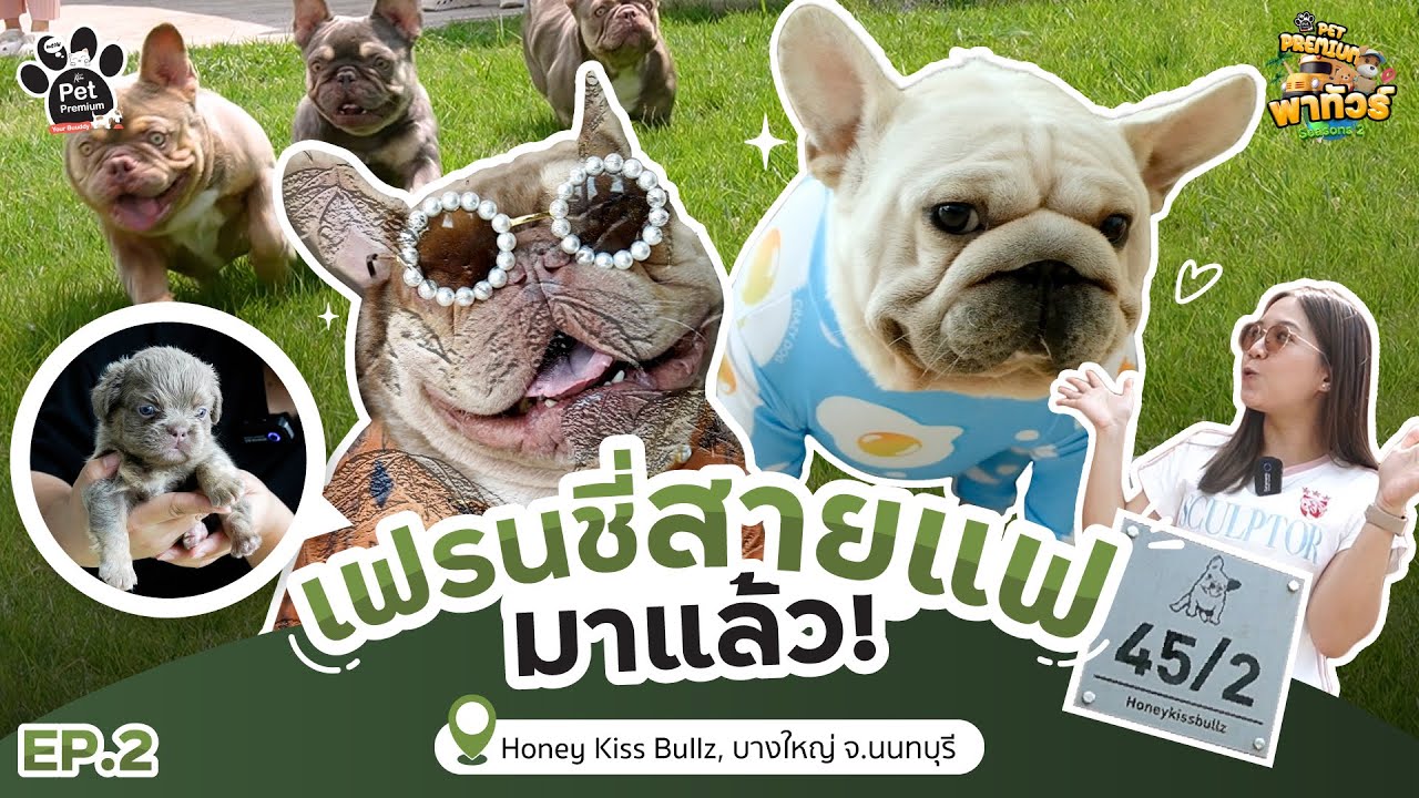 Frenchie Fashion! เฟรนช์บูลด็อกสายแฟ ถูกใจทุกคนน Honey Kiss Bullz #KleensPetPremiumพาทัวร์