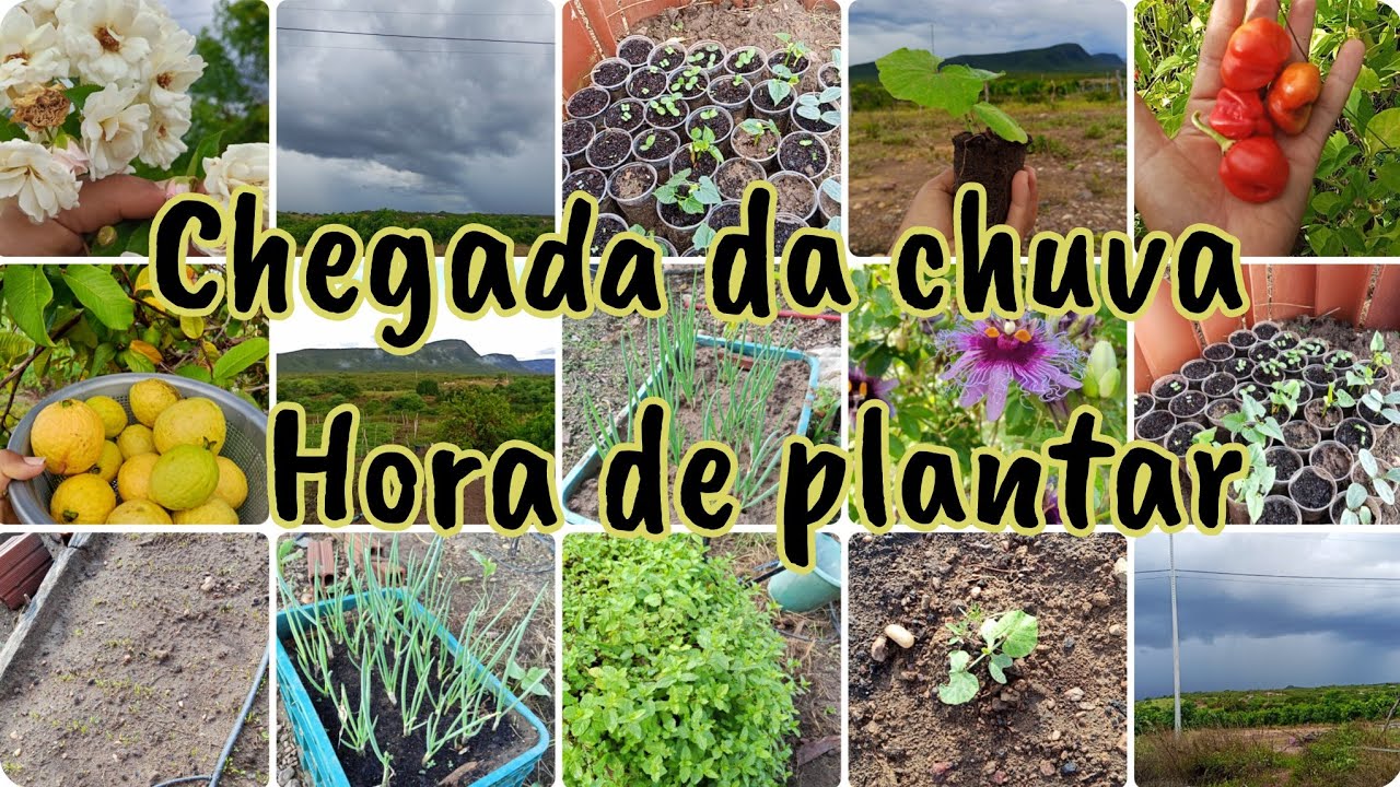 🌧️🍲 Chuva na Roça  Chegou a hora de plantar | Minha Rotina Simples no Interior fiz sopa 😃#roça 