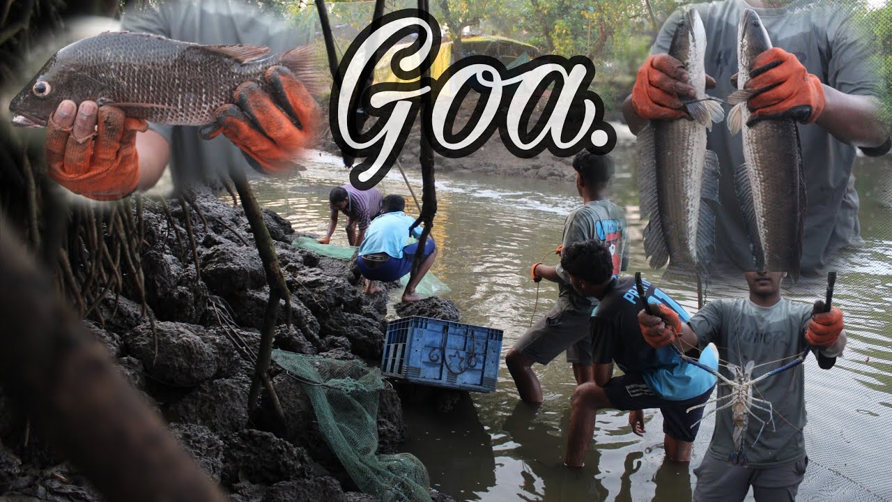 Goa’s Old Fishing Technique Khutanni – A Stunning Coastal Tradition! Massive Catch😱