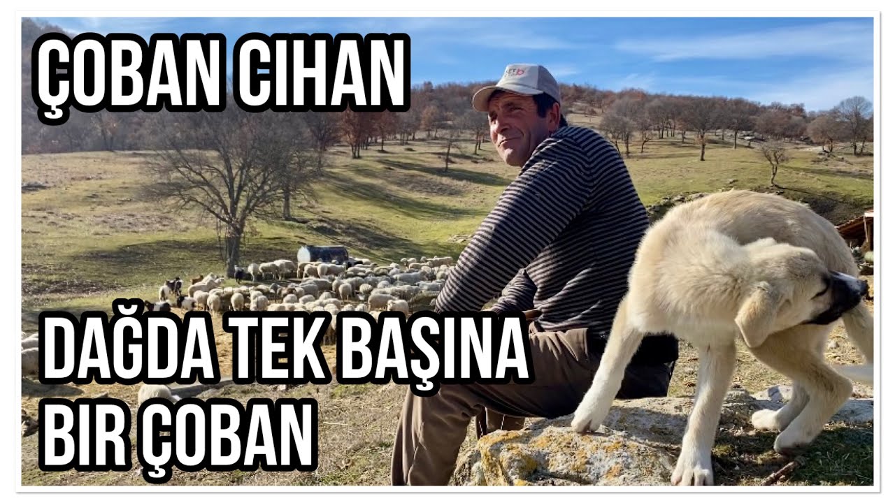 YANIK SESLİ ÇOBAN
