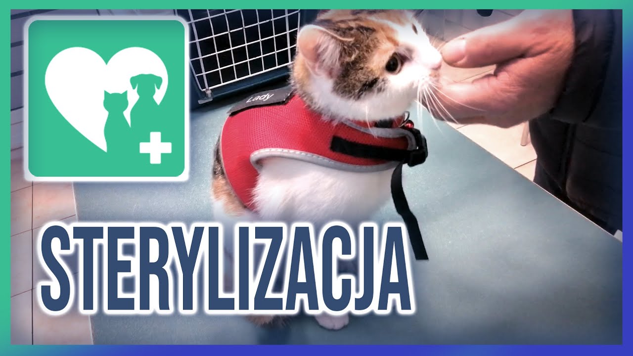 Sterylizacja Kotki - Jedziemy z Freyą do weterynarza 💉