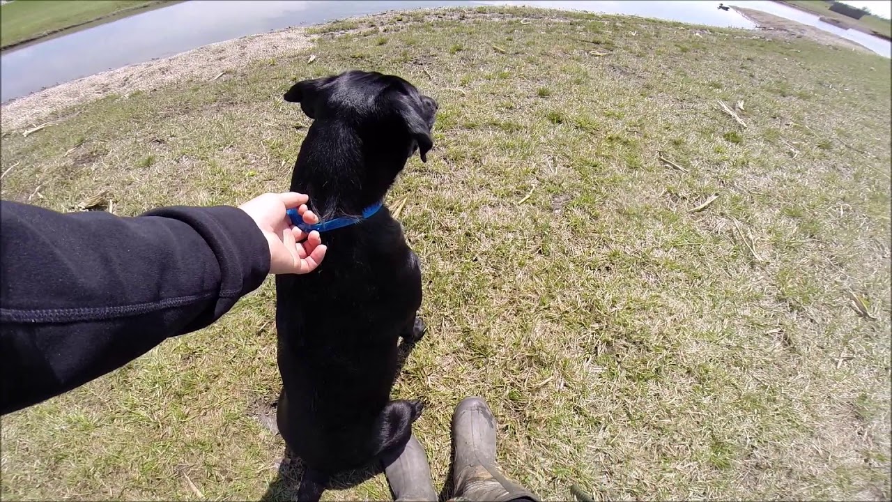 Zeus AKC Junior hunt test 5/4/19