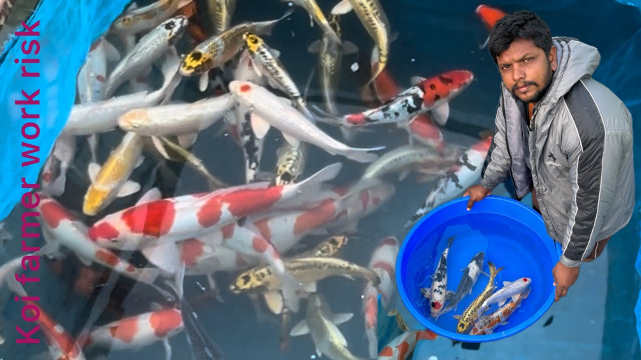 Amazing Jumbo Koi fishes to sell 10000 fishes at jk brothers koi farm || koi fish farmer in India