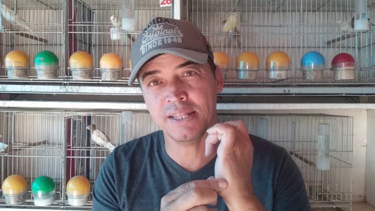 Como previnir e acabar com o cisto de penas -Canaril do Alemão