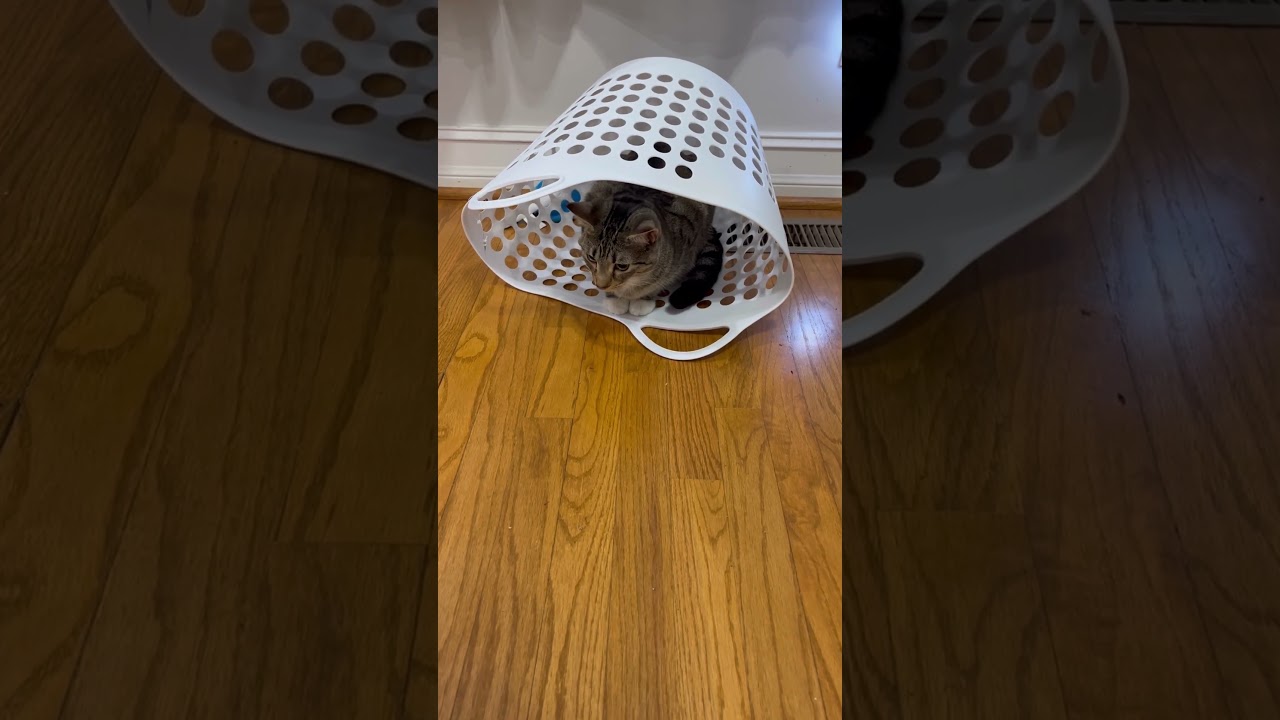 Boots chilling inside of a laundry bin #cat #cute #funnycats cat #kittencuddles
