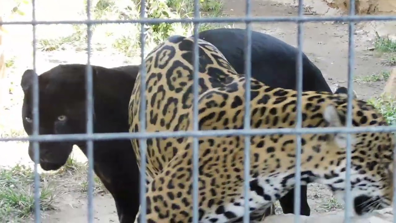 Black Panther at Animal World and Snake farm zoo