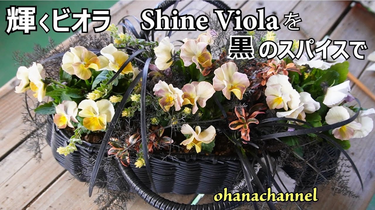 輝くビオラ🌟シャインビオラで寄せ植え Shine Violaを黒のスパイスで！｟金久さんで買った材料で寄せ植え