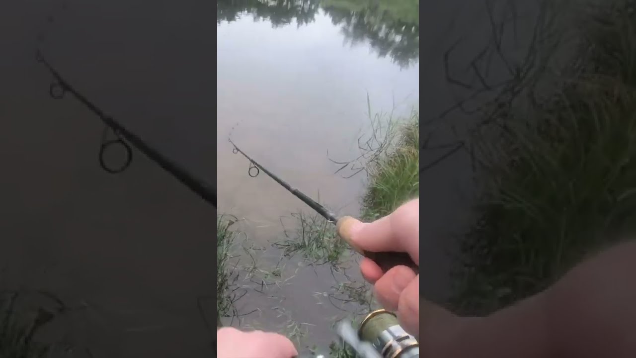 НАТУРАЛЬНАЯ приманка для ловли форели ВСЕГДА ловит зарыбленную форель!! #шорты #рыбалка #ловляфорели