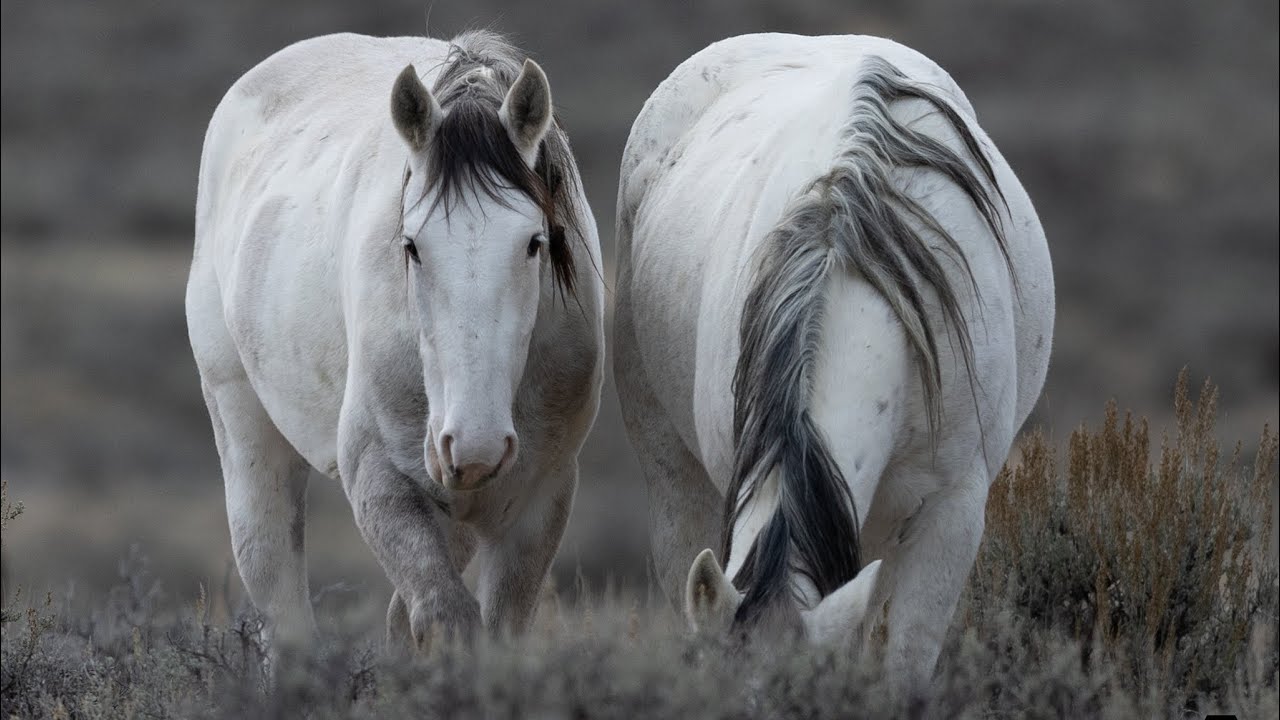 Wild Horses of Sand Wash Basin