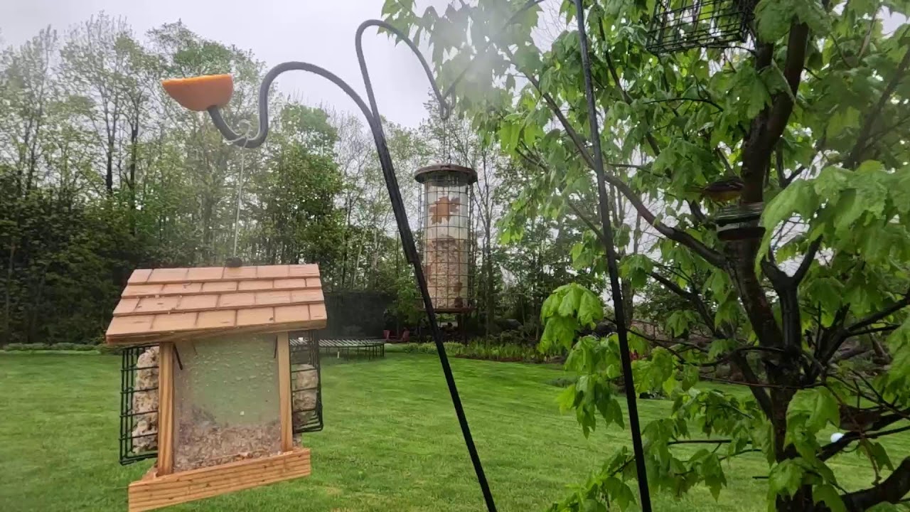LIVE Backyard Bird Feeder: Spring Feeder