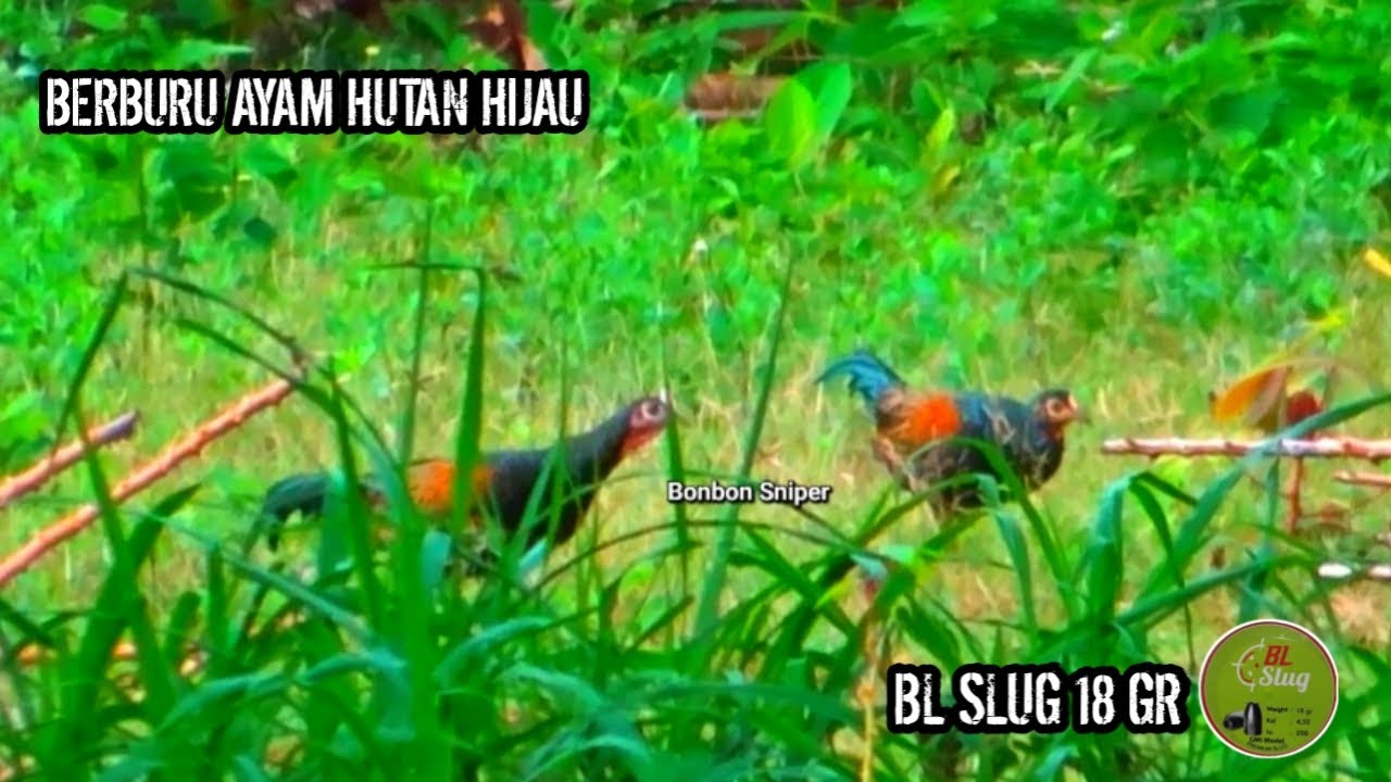 BERBURU AYAM HUTAN HIJAU TERBARU ! Hummer x Bl slug 18 gr