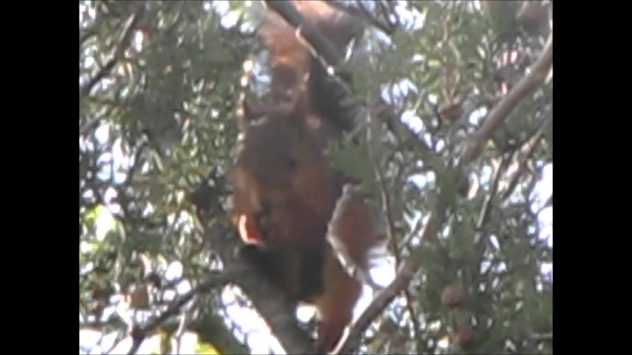 LES SECRETS DE LA NATURE - octobre, 2012.wmv