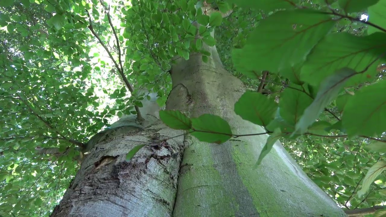 Nejen zámecký park, zelené srdce Jindřichova, ožívá