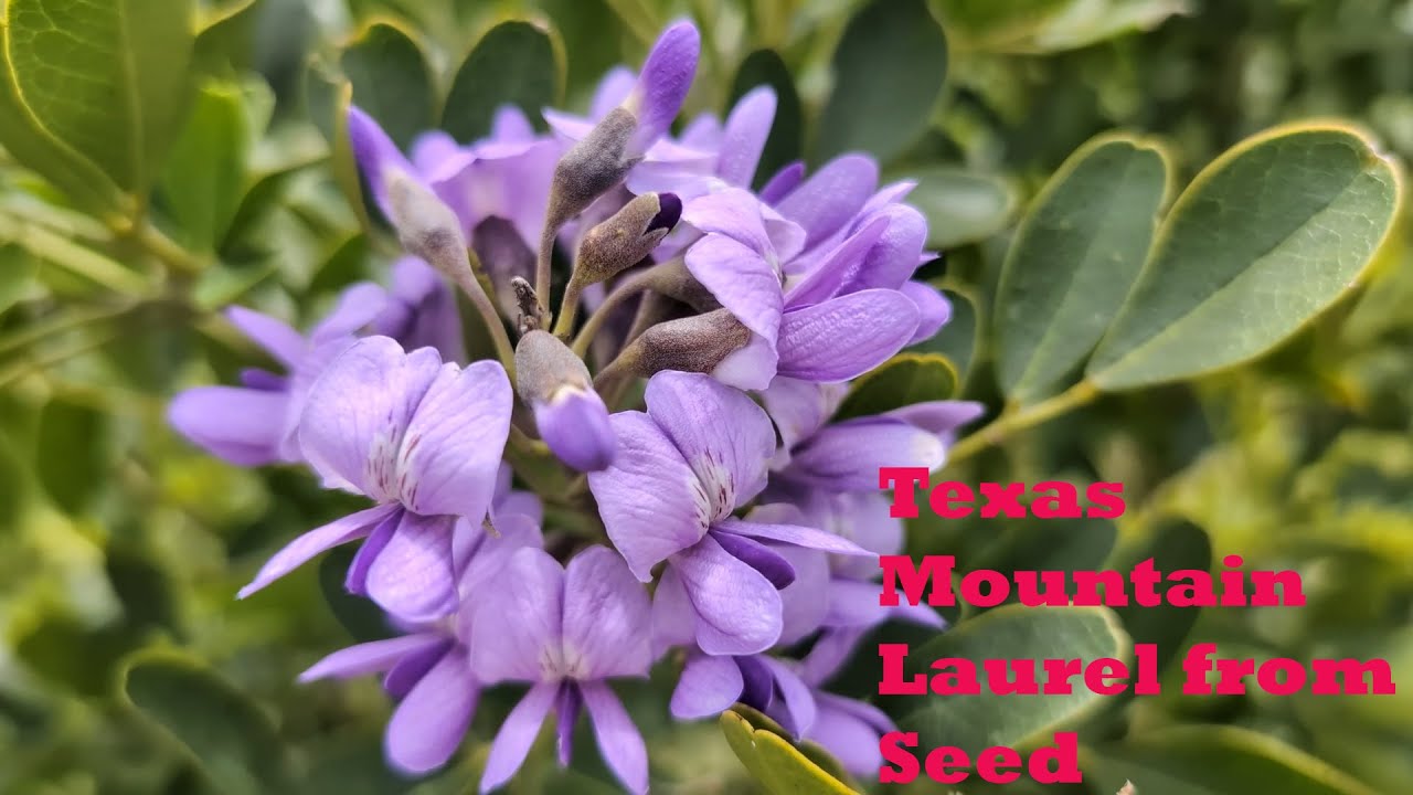 What is the Texas 'Grape Kool-Aid' Plant? And how to grow it from seed.