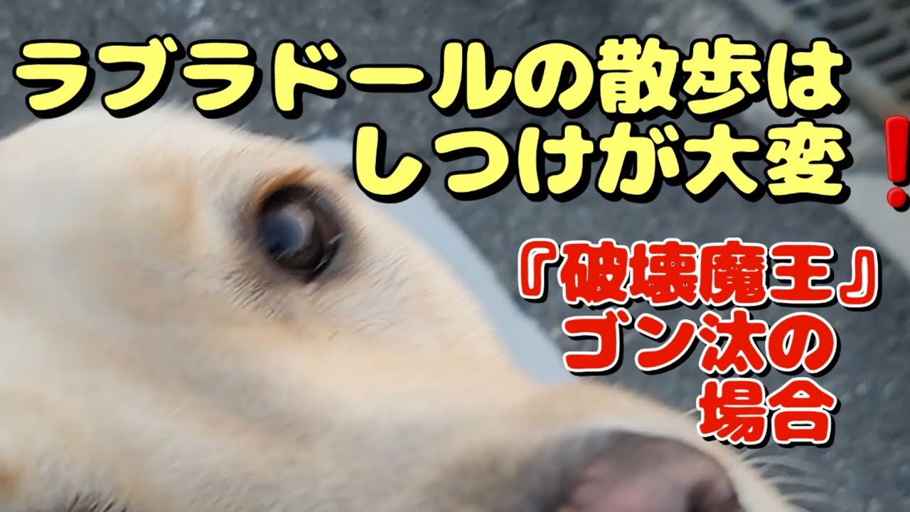 大型犬ラブラドールの散歩は正直大変です💦『破壊魔王』ゴン汰の場合はこれ#ラブラドール #犬のいる生活