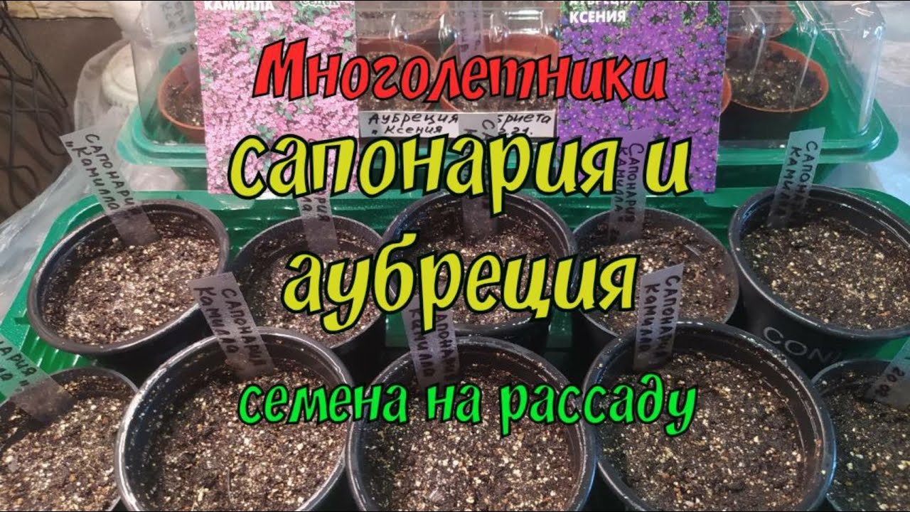 Многолетники - сапонария и аубреция. Семена на рассаду.(20.02.21 г.)