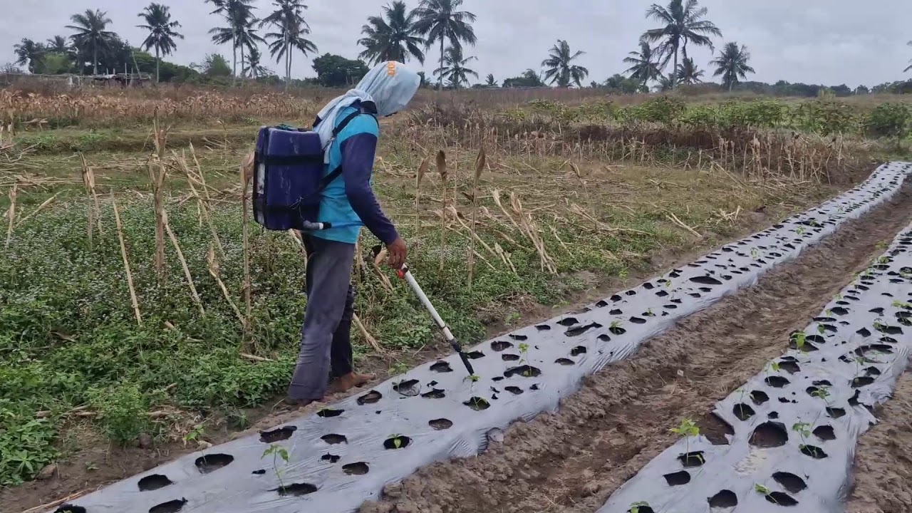 Boost Your Chili Seedling Growth with This Farmer’s Secret Fertilizer! -Agriculture Farming