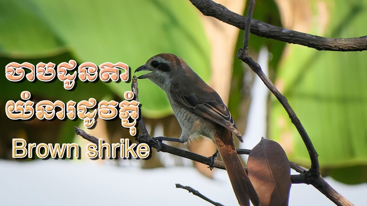 ចាបដូនតាយំនារដូវភ្ជុំ   Brown shrike