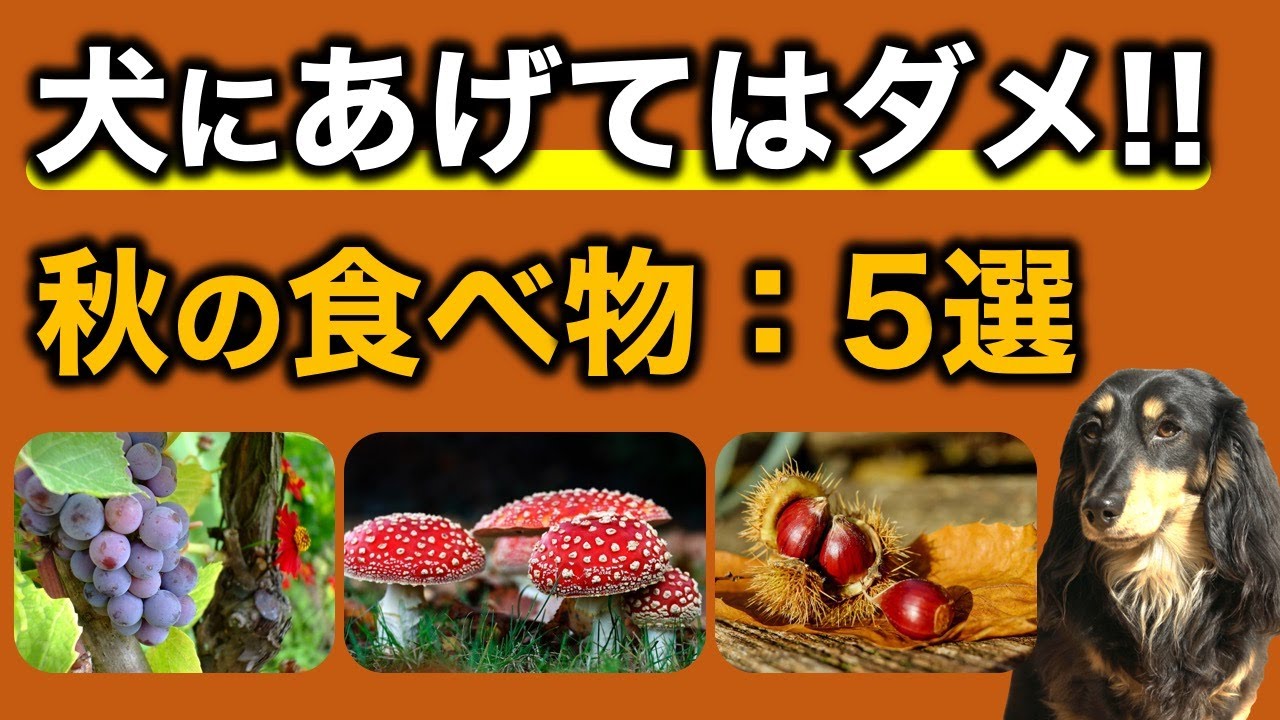 【犬の食べ物】犬に与えてはいけない秋の食べ物5選
