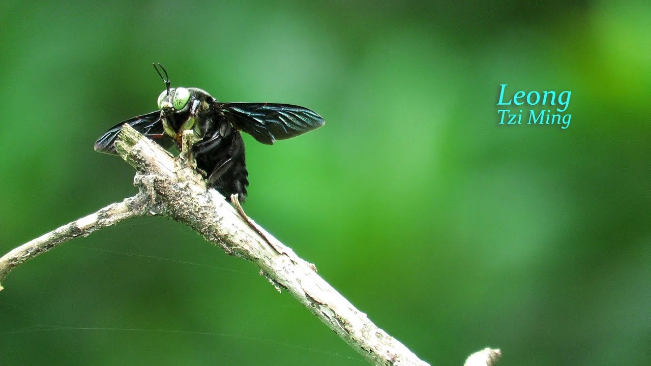 Xylocopa latipes male (20.Oct.2017c)