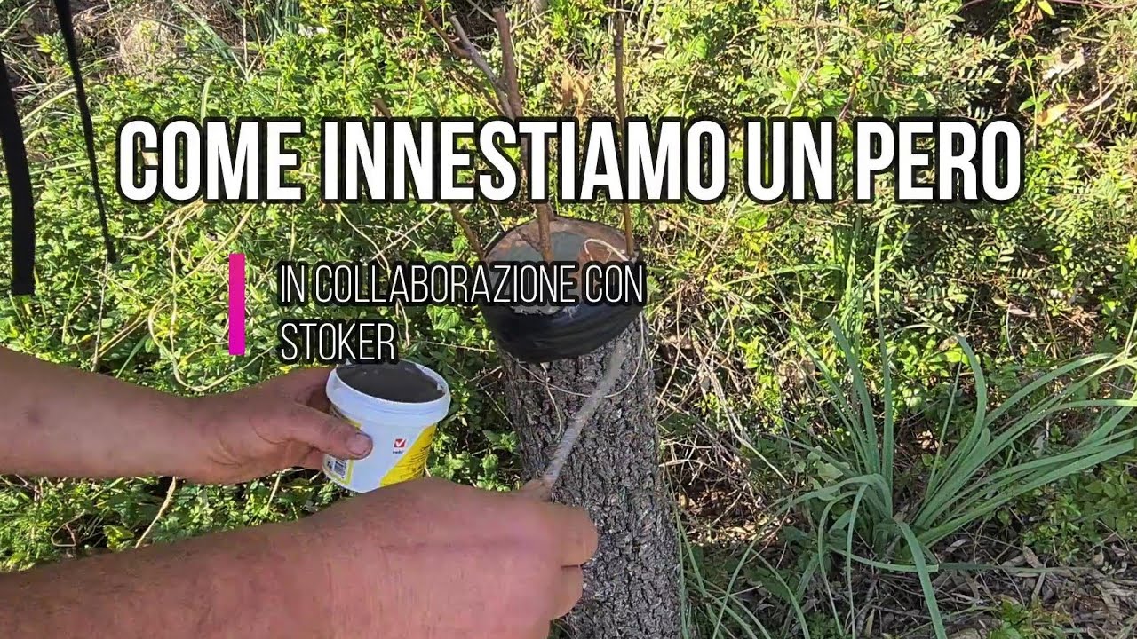 innesto a corona su pero selvatico