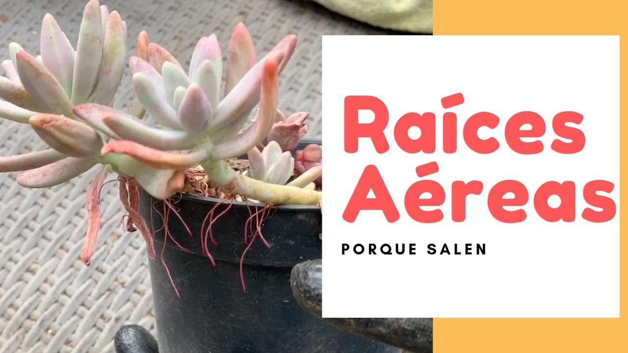 Raíces Aéreas en Mis Suculentas/ tips que hacer