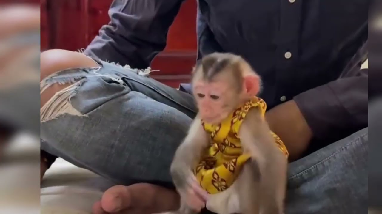Funny Monkey Videos Ep39#lovely #cute #adorable #newborn #animals  #obedient #monkey#cat #duet 