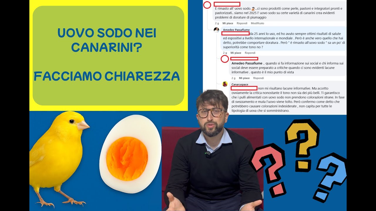 SOMMINISTRARE UOVA AI CANARINI: PARLIAMONE SERIAMENTE UNA VOLTA PER TUTTE
