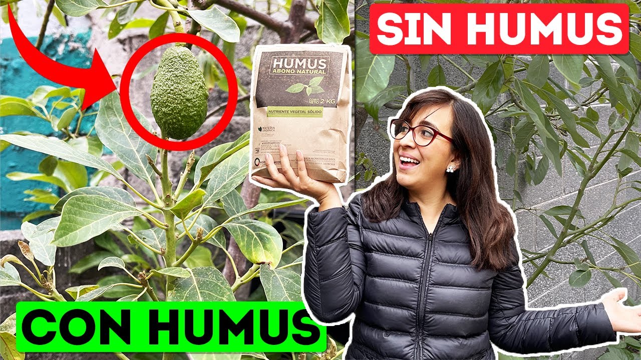 🪱HUMUS de LOMBRIZ ¿Para qué sirve? ¿Cómo usarlo? 🍑(TODOS sus BENEFICIOS)