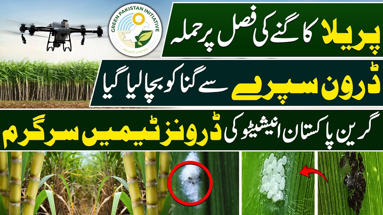 Saving Sugarcane from Parila Attack | Drone Spray by Green Pakistan Initiative
