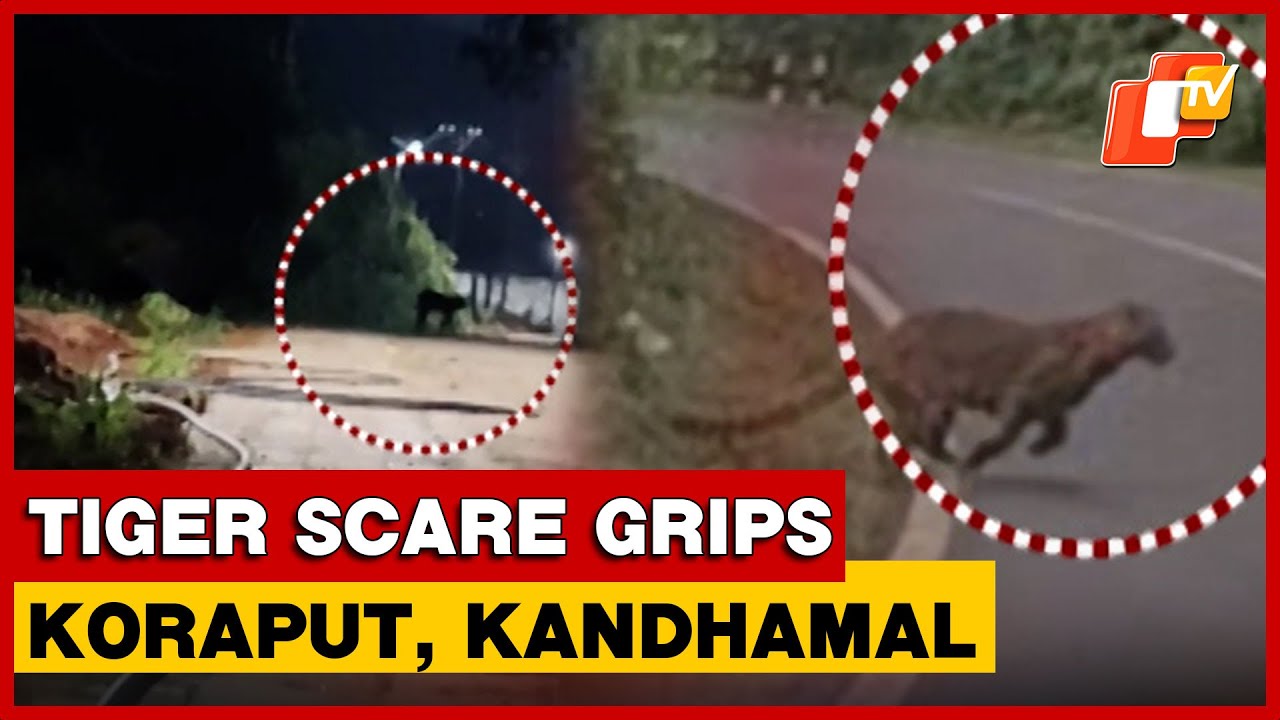 Viral &lsquo;Tiger&rsquo; Videos Trigger Fear In Odisha&rsquo;s Koraput And Kandhamal